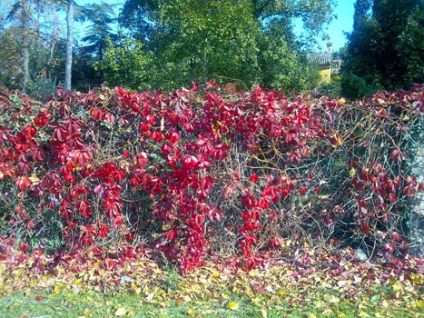 Rosso autunnale a Canonica rosso