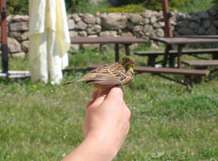 Ciao! ortolano