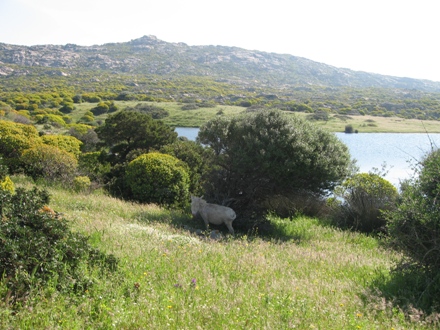 Chiamalo asino... panorasino