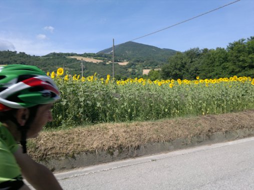 Zio e girasoli images/stories/2011_6/girasoli.jpg