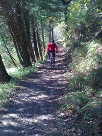 marmotte nel bosco