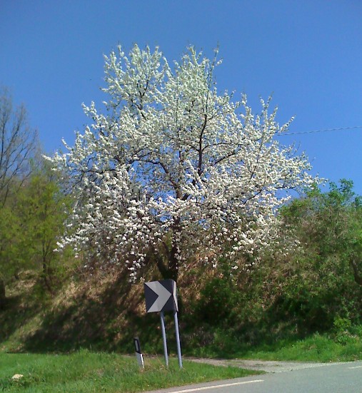 images/stories/2011_4/alberobianco.jpg